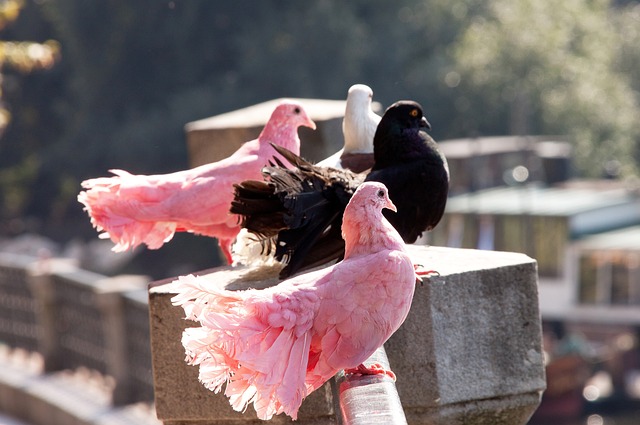 足球俱乐部 足球俱乐部